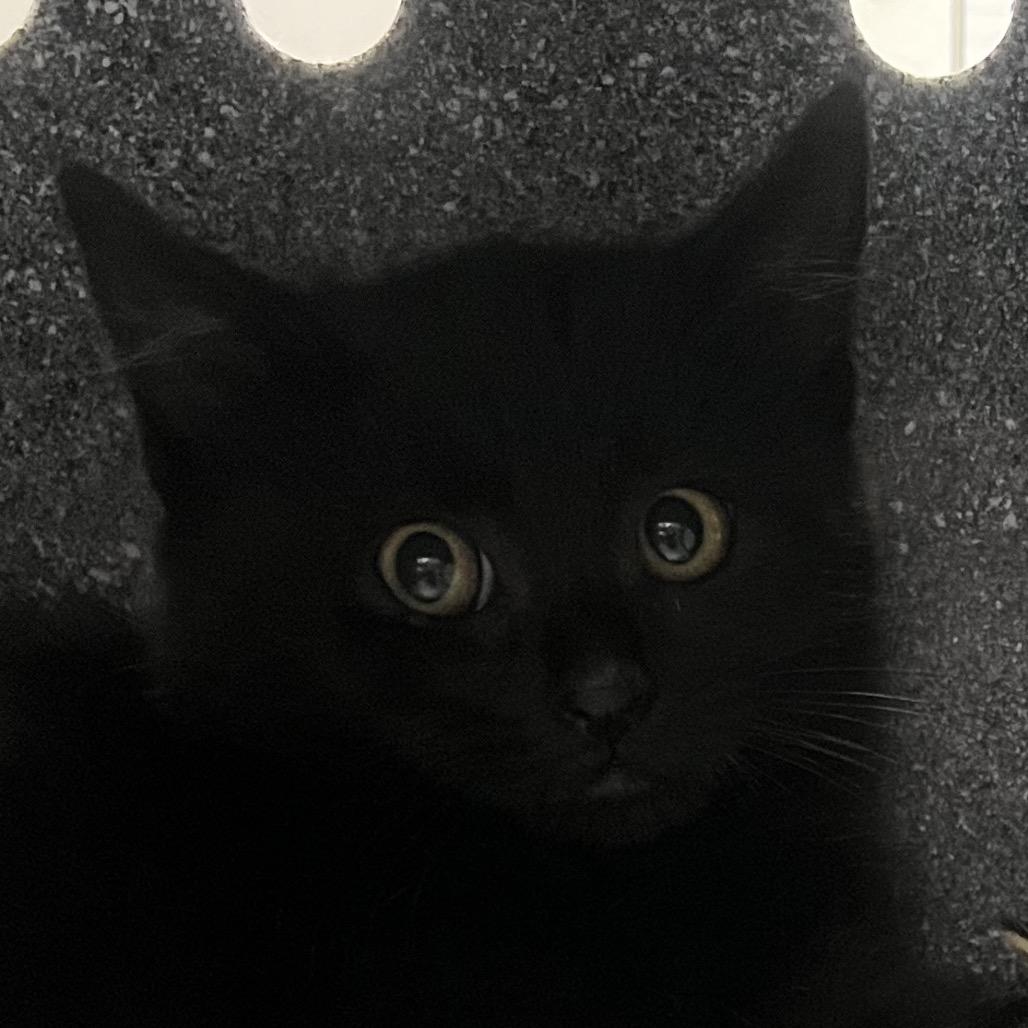 Enlarge Caleb (In Foster), a Adoptable Domestic Short Hair in Vineland, NJ image 1/1