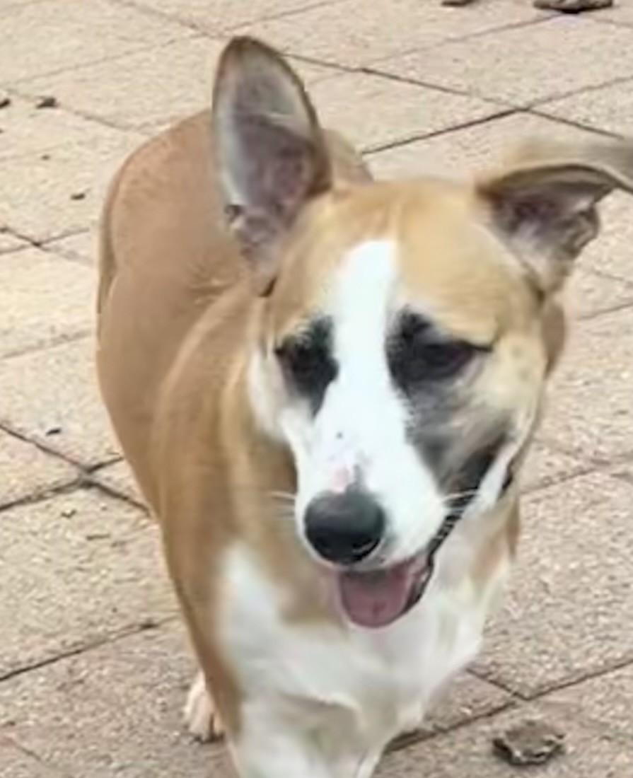 Chip, ADOPTABLE, Adult Male Cardigan Welsh Corgi & Pembroke Welsh Corgi.