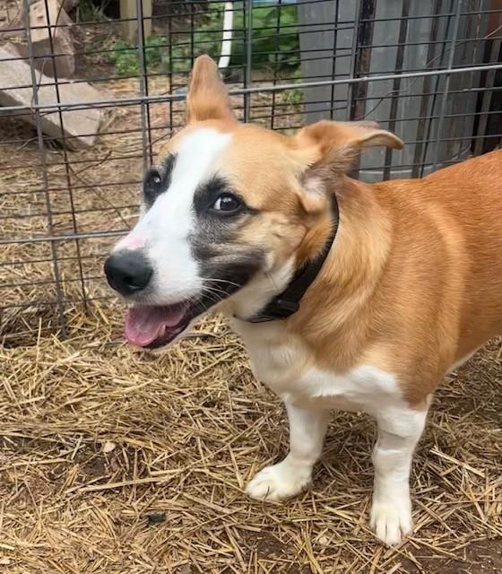 Chip, a ADOPTABLE mixed breed in Oklahoma City, OK image 2/2