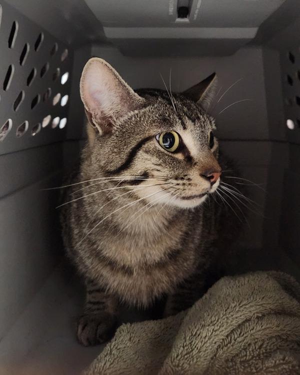 DC, Adoptable, Young Male Domestic Short Hair.
