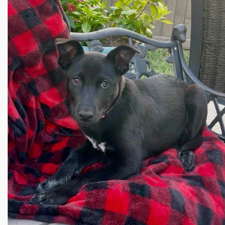 Borealis, Adoptable, Puppy Female Labrador Retriever.