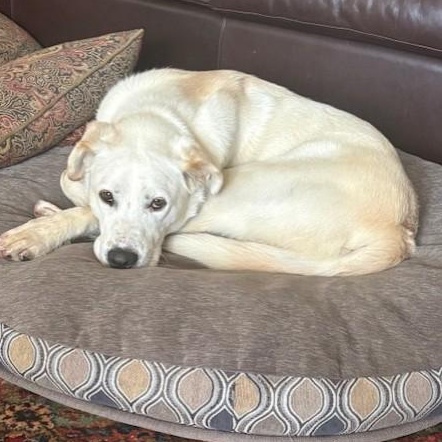 Dale, ADOPTABLE, Adult Male Labrador Retriever.