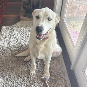 Enlarge Dale, a ADOPTABLE mixed breed in Redmond, WA image 5/5