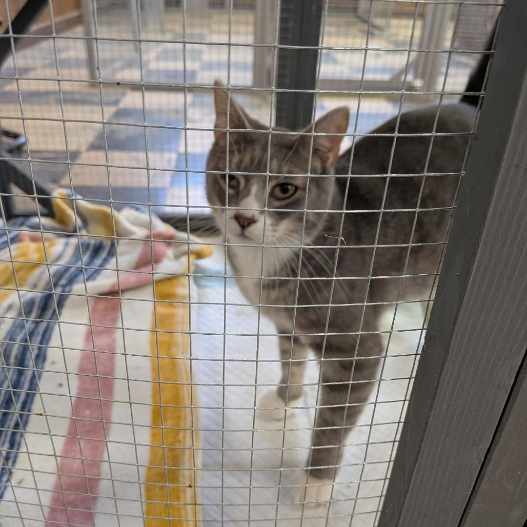 Gojira AKA Go Go - SPECIAL NEEDS - FELEUK+, Adoptable, Adult Male Domestic Medium Hair.