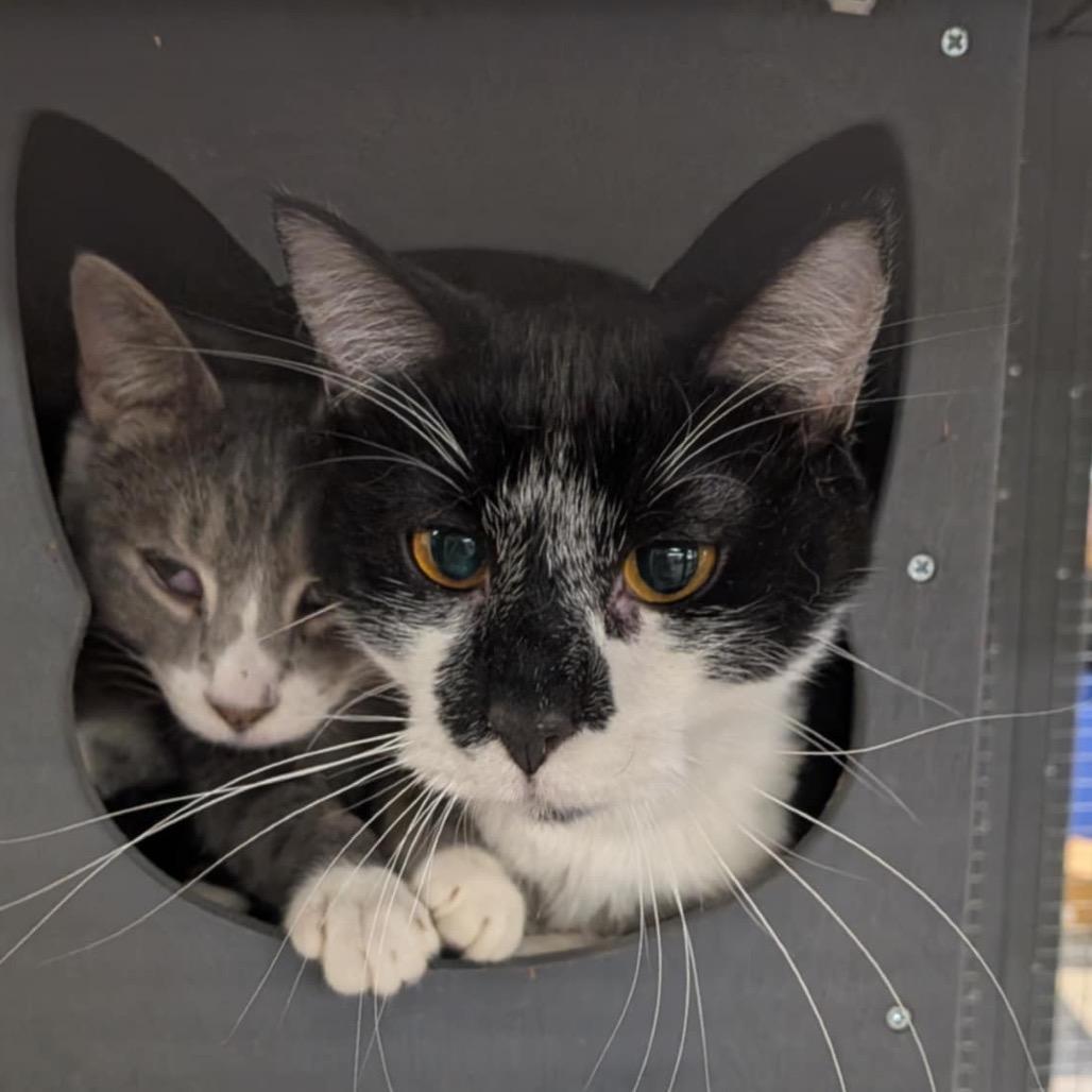 Enlarge Gojira AKA Go Go - SPECIAL NEEDS - FELEUK+, a Adoptable Domestic Medium Hair in Union, MO image 2/2