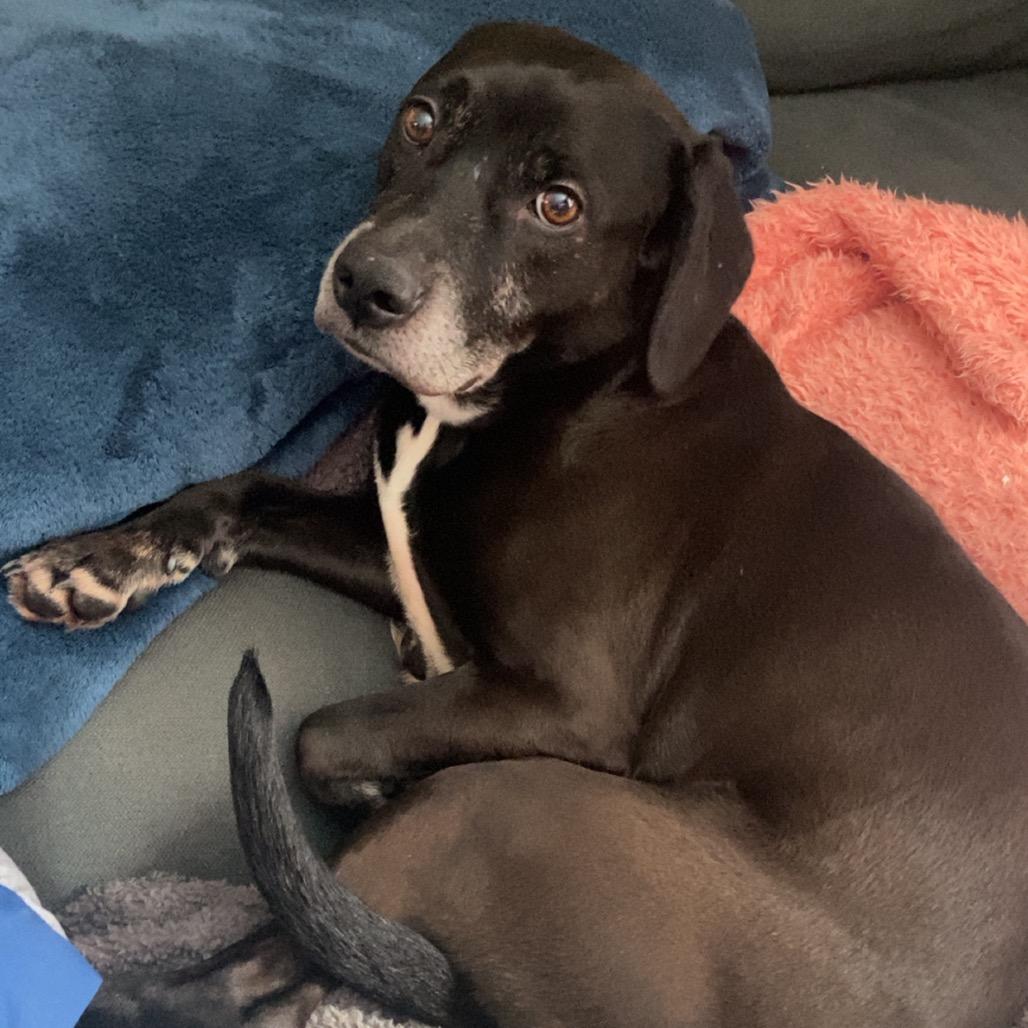 Enlarge Otis-I'm in a foster home! Call to meet with me!, a Adoptable Labrador Retriever in Bristol, IN image 1/3