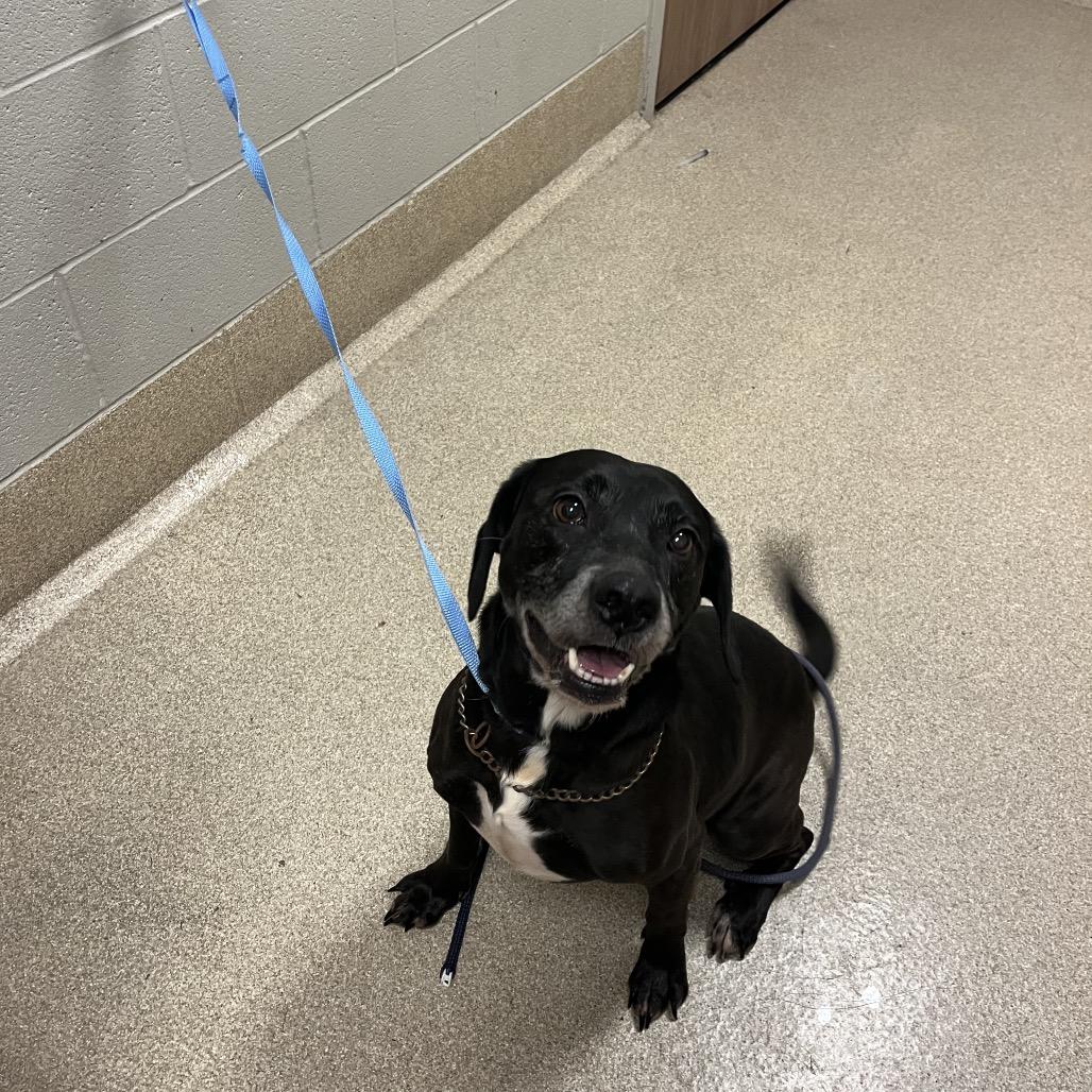 Otis-I'm in a foster home! Call to meet with me! — thumbnail 2