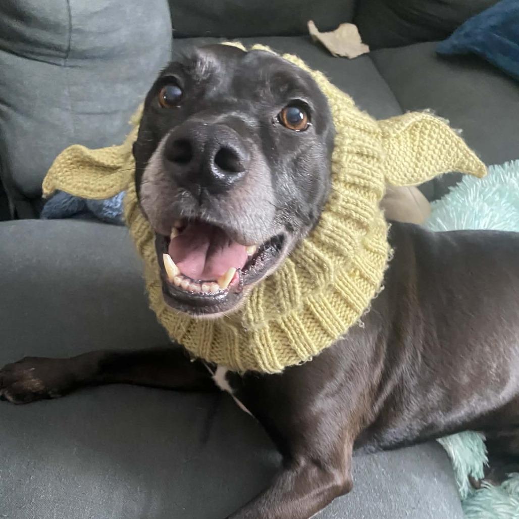 Enlarge Otis-I'm in a foster home! Call to meet with me!, a Adoptable Labrador Retriever in Bristol, IN image 3/4