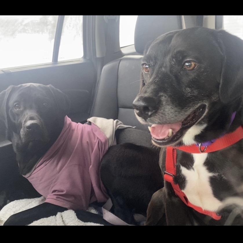 Otis-I'm in a foster home! Call to meet with me! — thumbnail 4