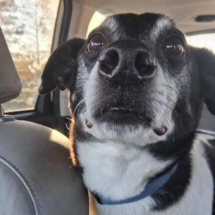 Enlarge Fritz, a Adoptable mixed breed in St. Petersburg, FL image 5/5