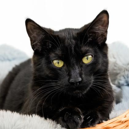 Baker, Adoptable, Kitten Male Domestic Short Hair & Domestic Short Hair.