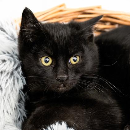Enlarge Baker, a Adoptable mixed breed in Camano Island, WA image 1/1