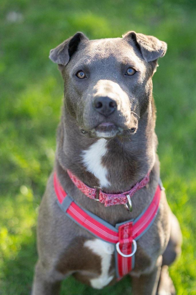 Relay, Adoptable, Young Male Pit Bull Terrier & Mixed Breed.