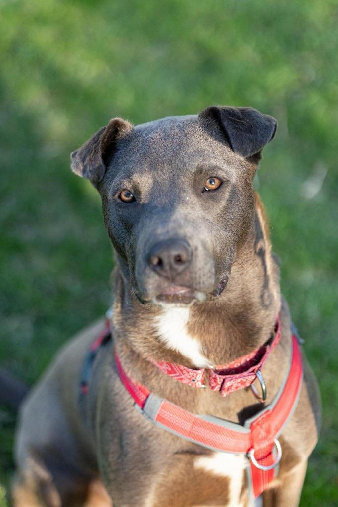 Relay, a Adoptable mixed breed in Savage, MN image 2/5