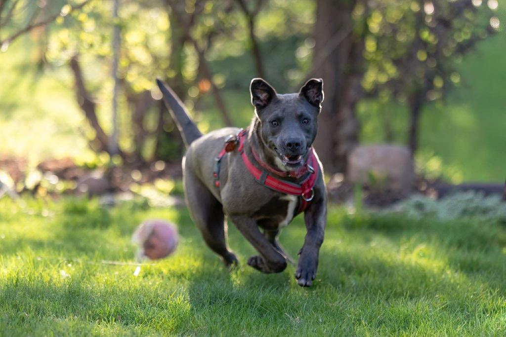 Relay, a Adoptable mixed breed in Savage, MN image 3/5