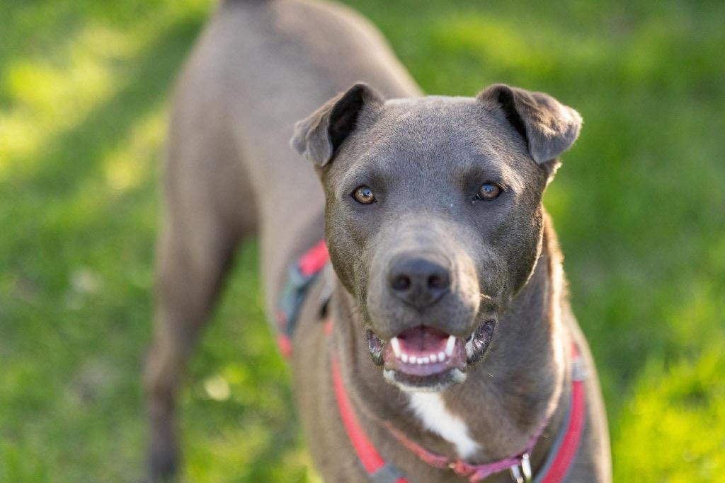 Relay, a Adoptable mixed breed in Savage, MN image 4/5