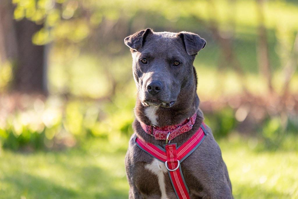 Relay, a Adoptable mixed breed in Savage, MN image 5/5