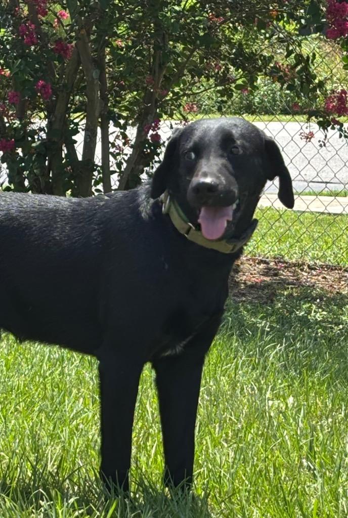 Grouper, Adoptable, Young Male Mixed Breed.