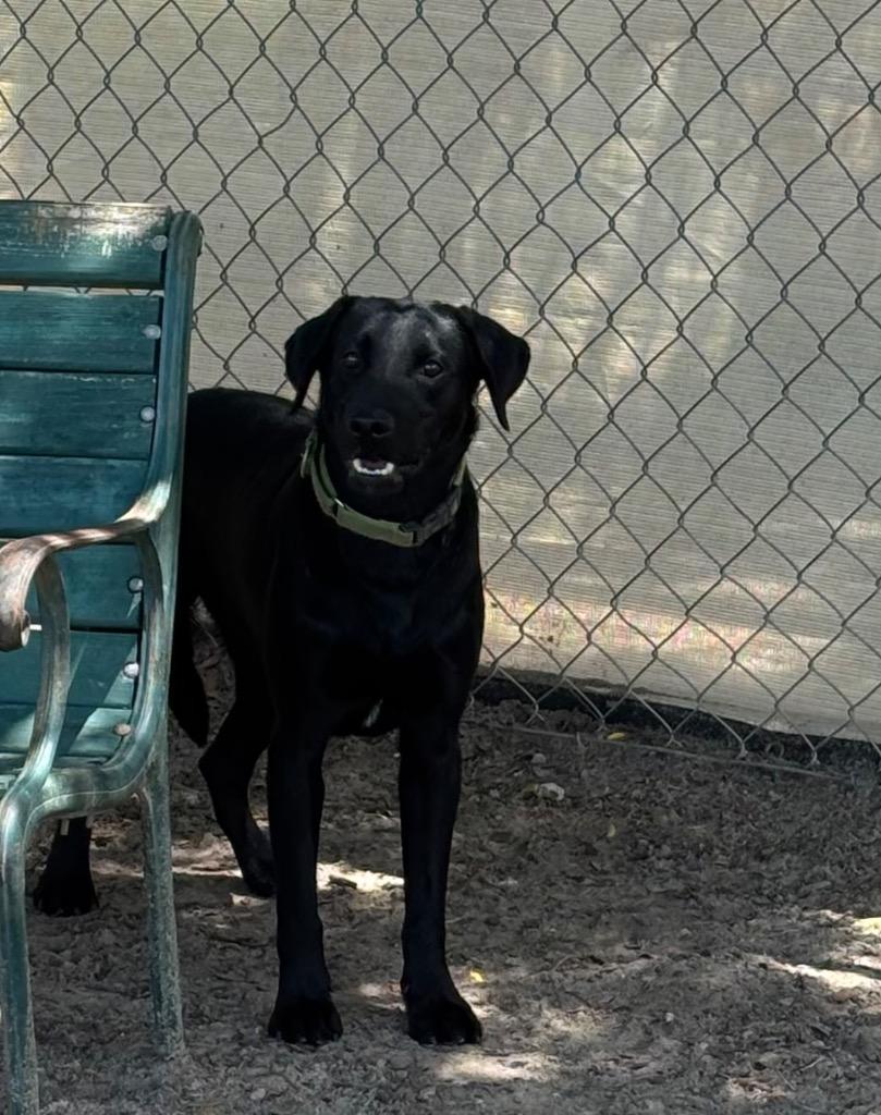 Grouper, a Adoptable Mixed Breed in Ocala, FL image 2/6