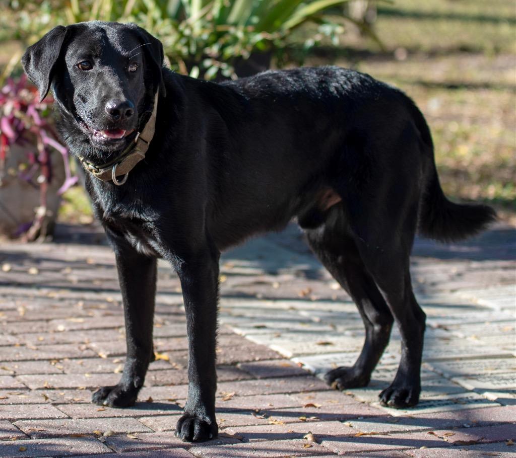 Grouper, a Adoptable Mixed Breed in Ocala, FL image 4/6