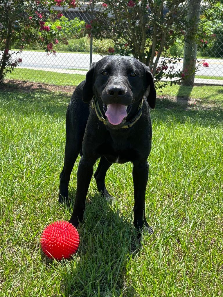 Grouper, a Adoptable Mixed Breed in Ocala, FL image 5/6