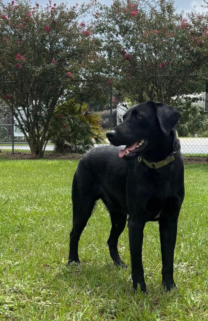 Grouper, a Adoptable Mixed Breed in Ocala, FL image 6/6