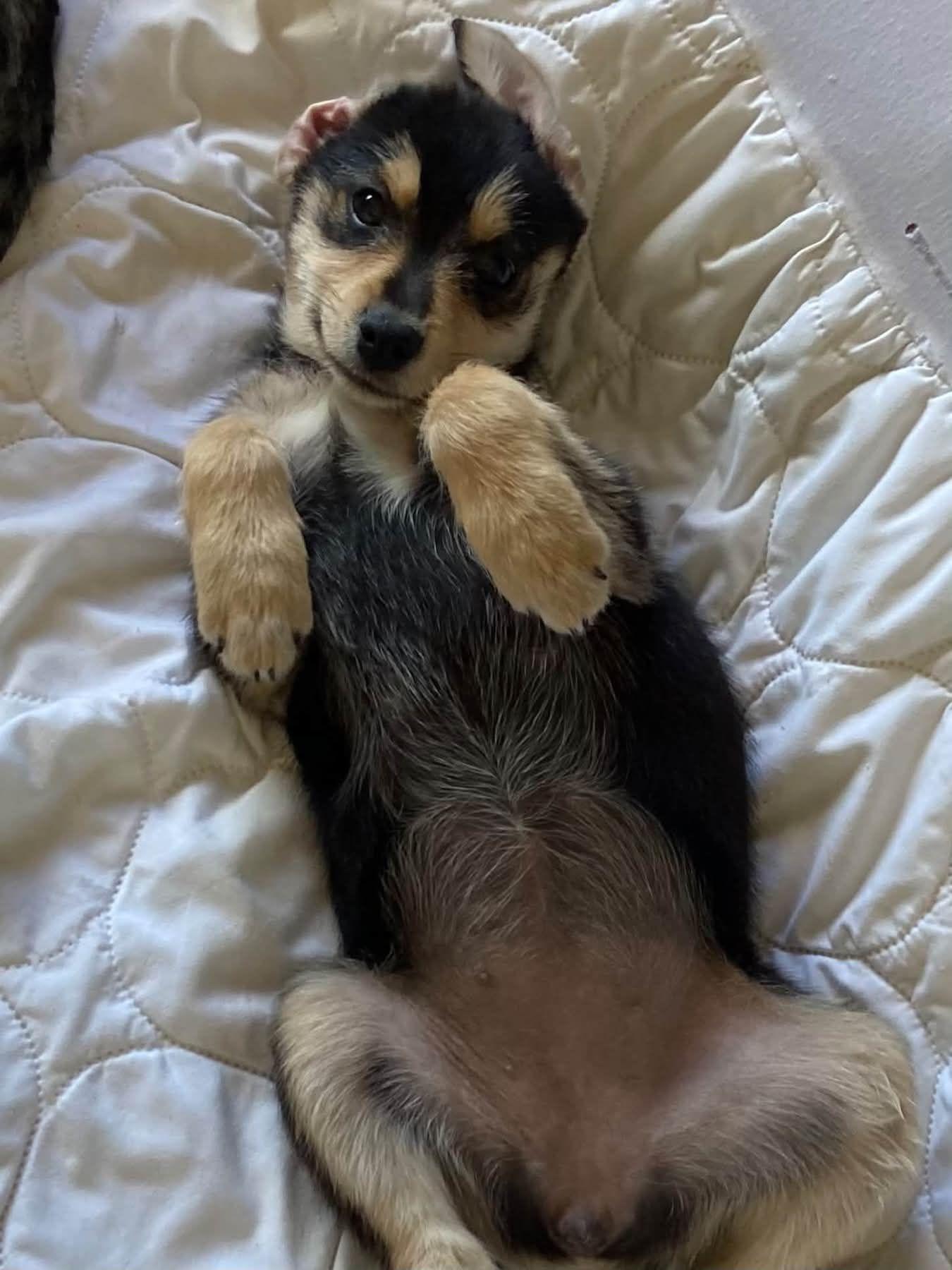 Enlarge Geneva the wirehair miniature pinscher, a Adoptable mixed breed in Muskego, WI image 5/6