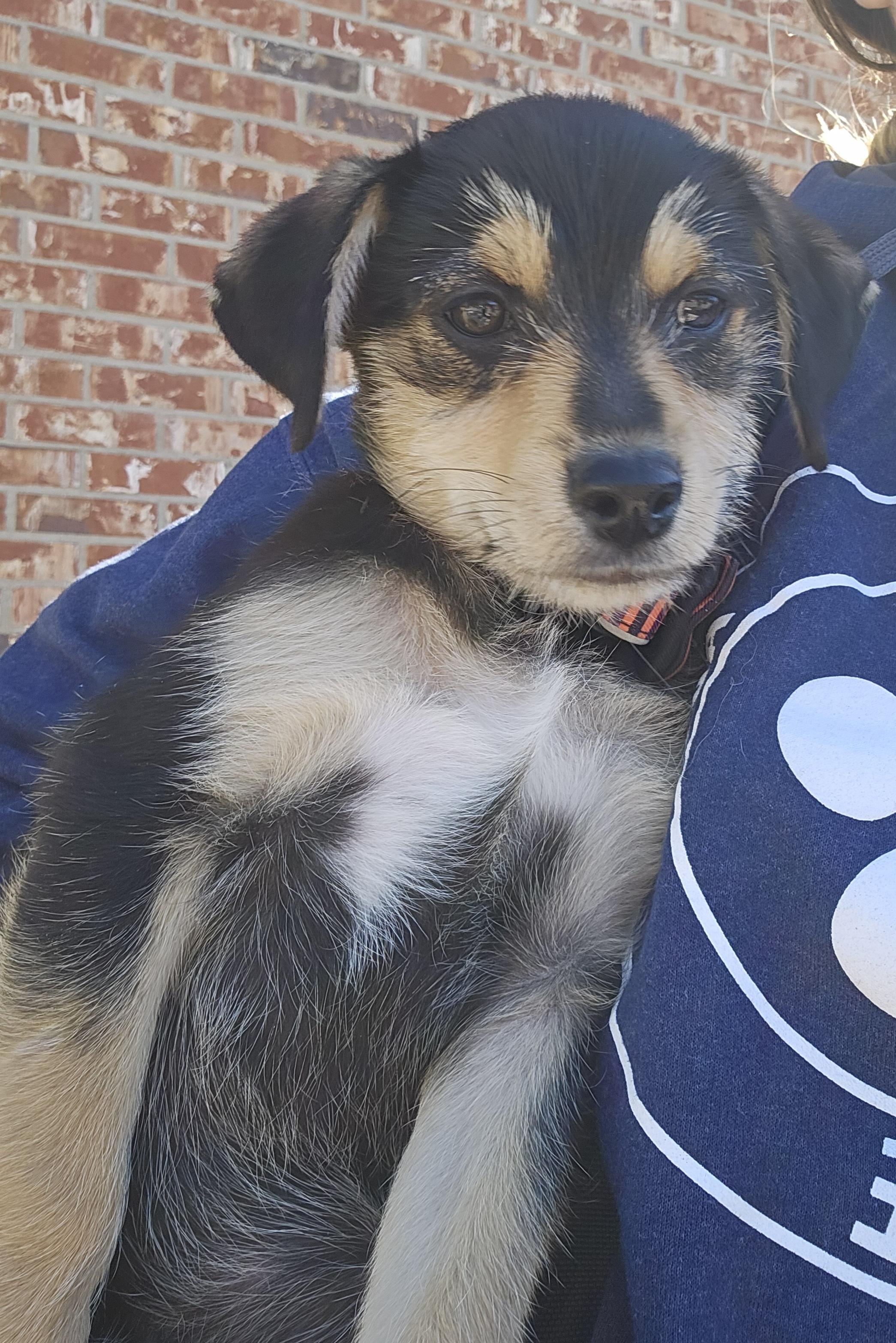 Enlarge Geneva the wirehair miniature pinscher, a Adoptable mixed breed in Muskego, WI image 3/6