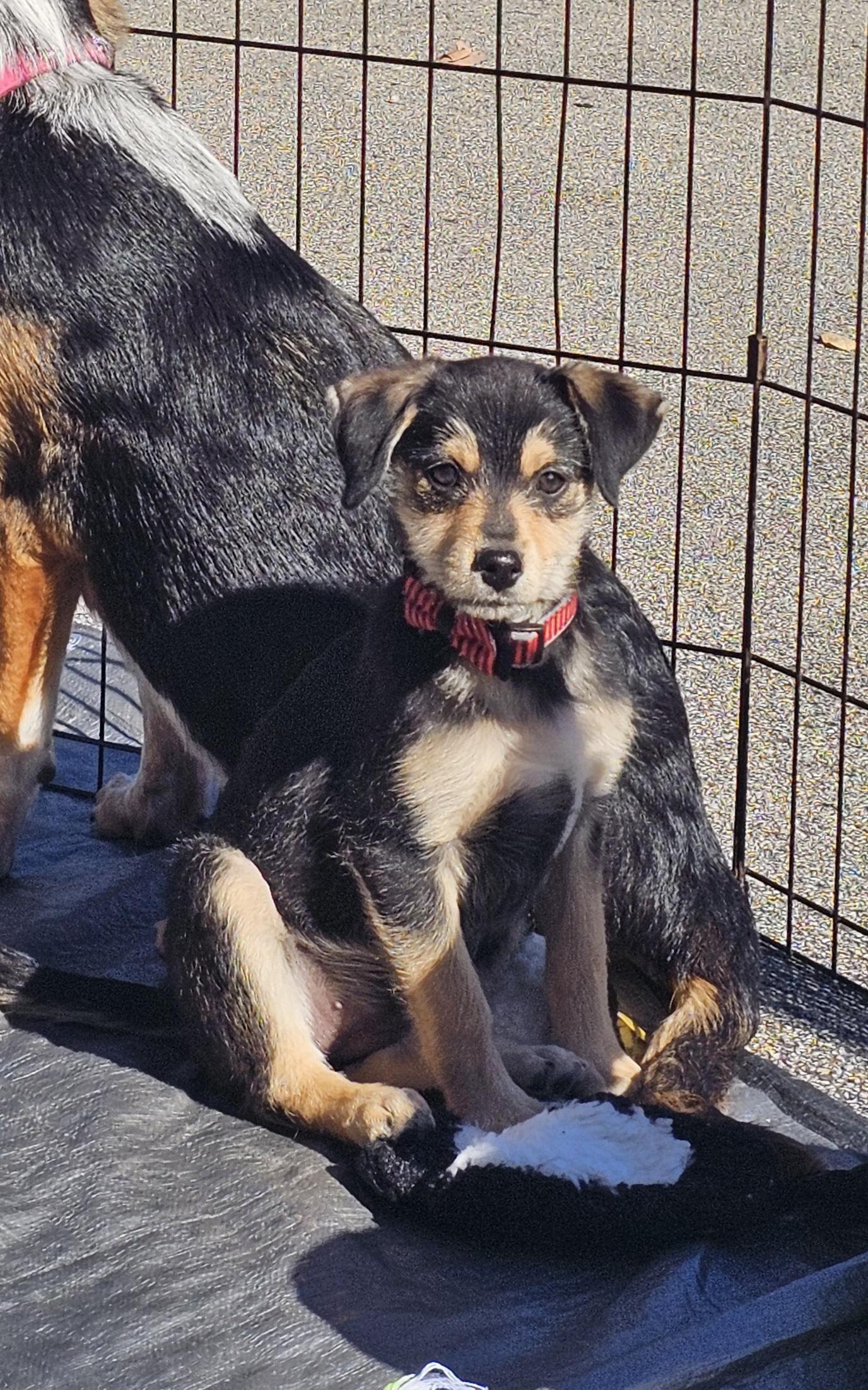 Enlarge Geneva the wirehair miniature pinscher, a Adoptable mixed breed in Muskego, WI image 1/6