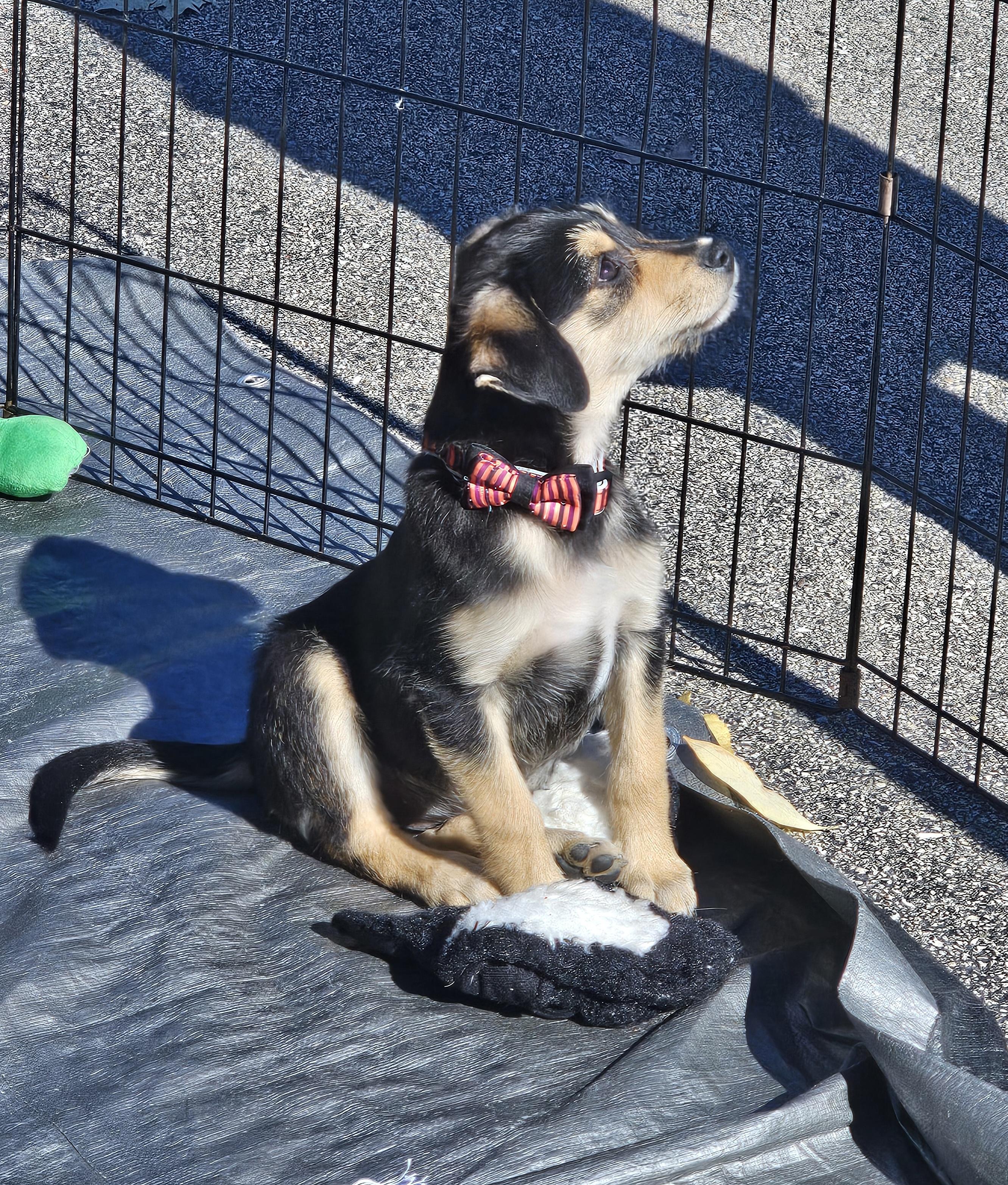 Enlarge Geneva the wirehair miniature pinscher, a Adoptable mixed breed in Muskego, WI image 2/6