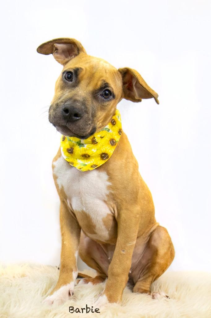 Enlarge Cupcake, a Adoptable mixed breed in Hot Springs Village, AR image 1/5