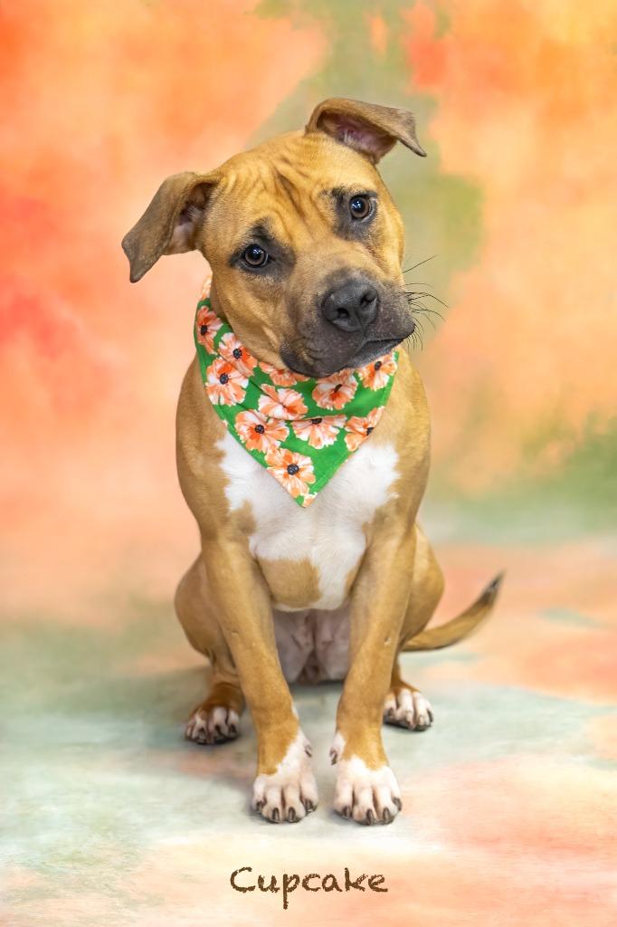 Cupcake, a Adoptable mixed breed in Hot Springs Village, AR image 2/6