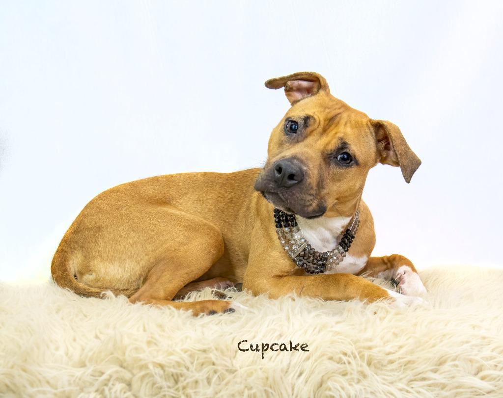 Enlarge Cupcake, a Adoptable mixed breed in Hot Springs Village, AR image 2/5