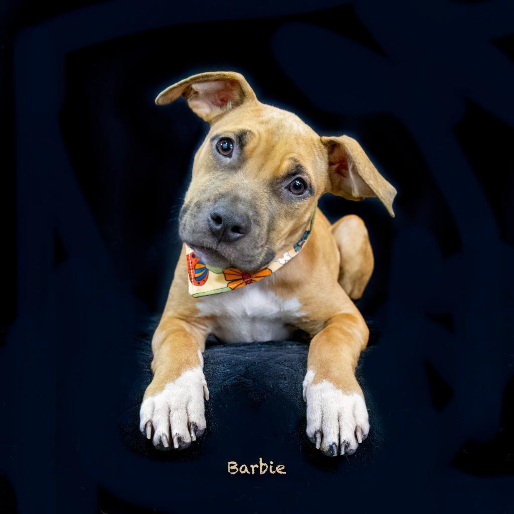 Enlarge Cupcake, a Adoptable mixed breed in Hot Springs Village, AR image 3/5
