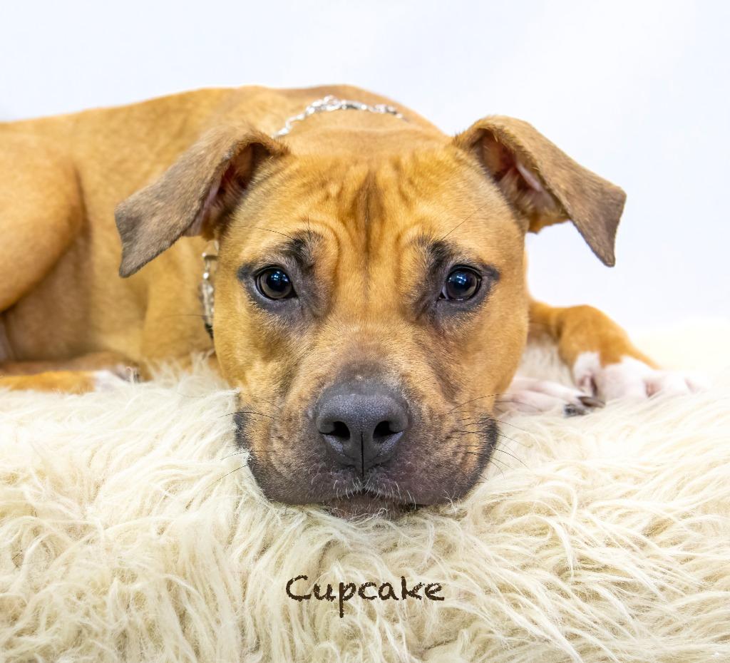 Enlarge Cupcake, a Adoptable mixed breed in Hot Springs Village, AR image 4/5