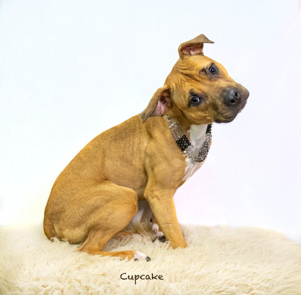 Enlarge Cupcake, a Adoptable mixed breed in Hot Springs Village, AR image 5/5