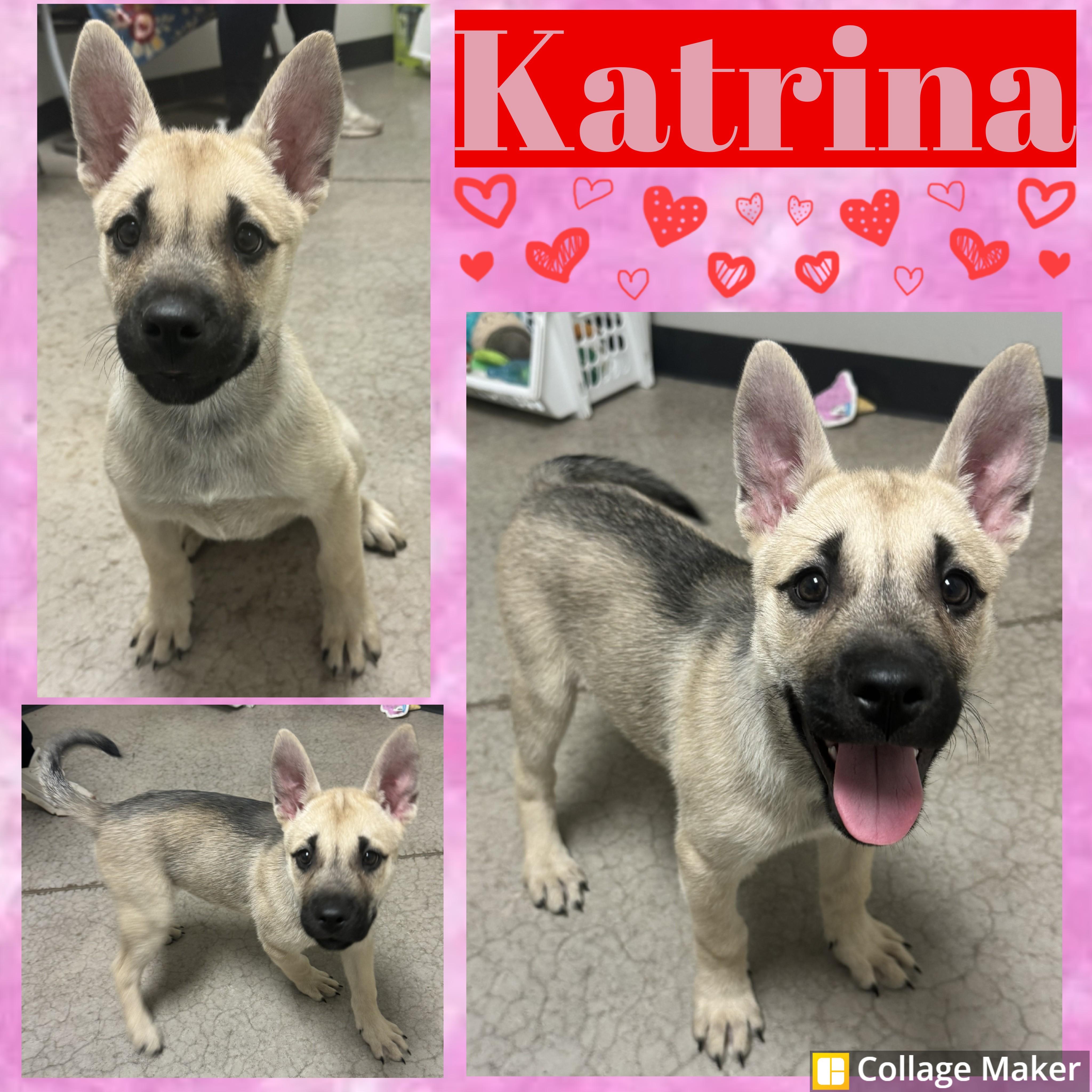 Katrina, ADOPTABLE, Young Female Shepherd.