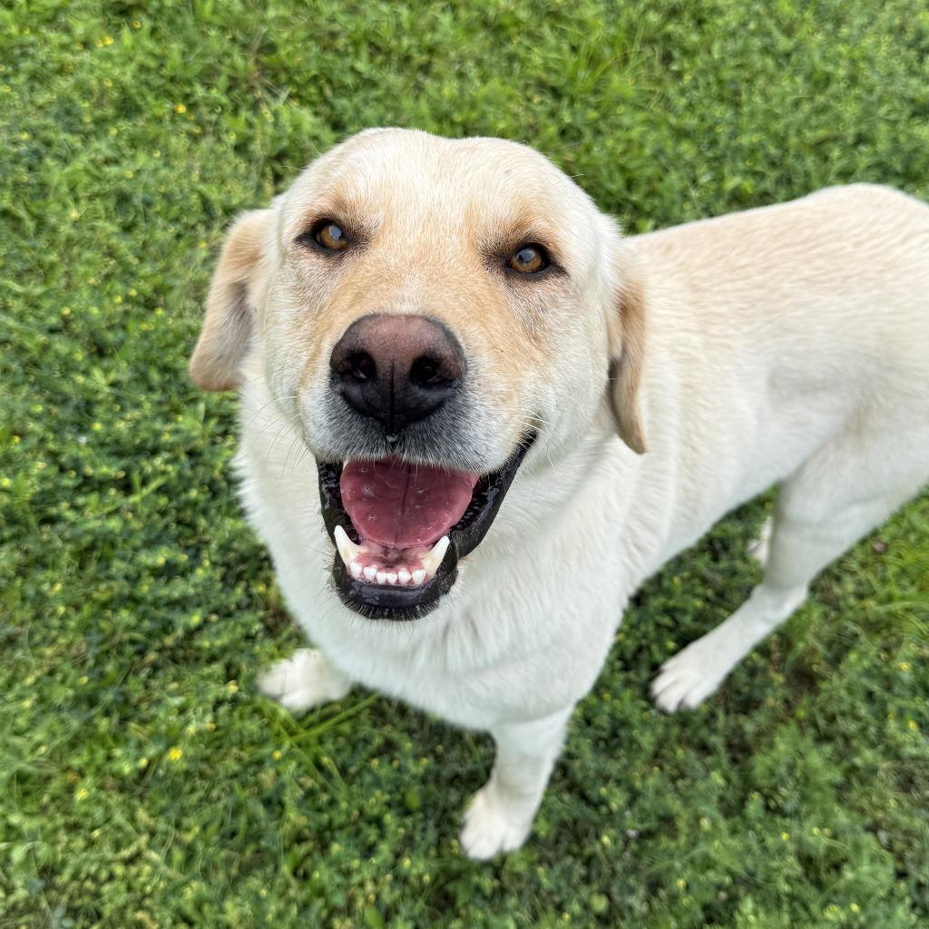 Enlarge Clay, a Adoptable mixed breed in Brenham, TX image 4/6