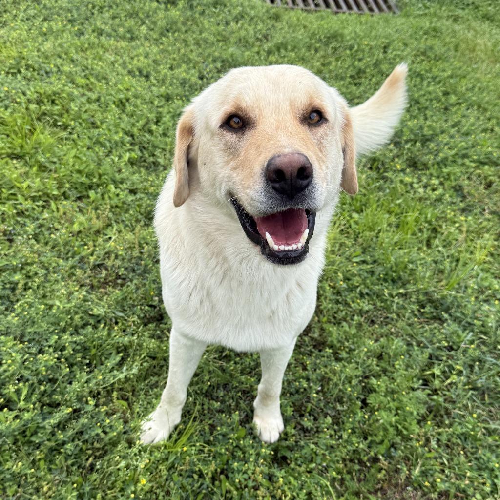 Enlarge Clay, a Adoptable mixed breed in Brenham, TX image 5/6