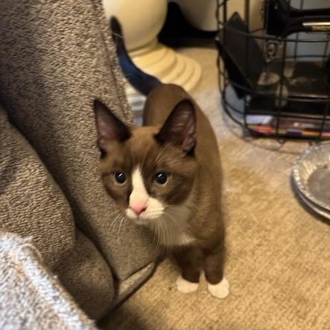 Enlarge Miami, a Adoptable Domestic Short Hair in Talent, OR image 1/6