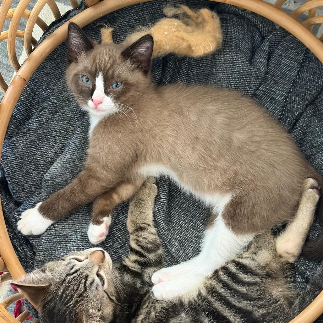 Enlarge Miami, a Adoptable Domestic Short Hair in Talent, OR image 2/6