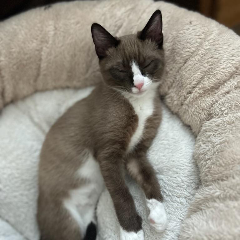 Enlarge Miami, a Adoptable Domestic Short Hair in Talent, OR image 3/6