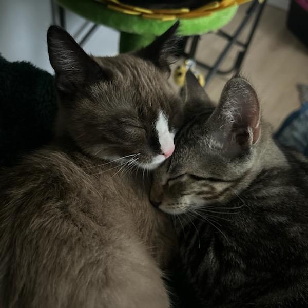 Enlarge Miami, a Adoptable Domestic Short Hair in Talent, OR image 5/6