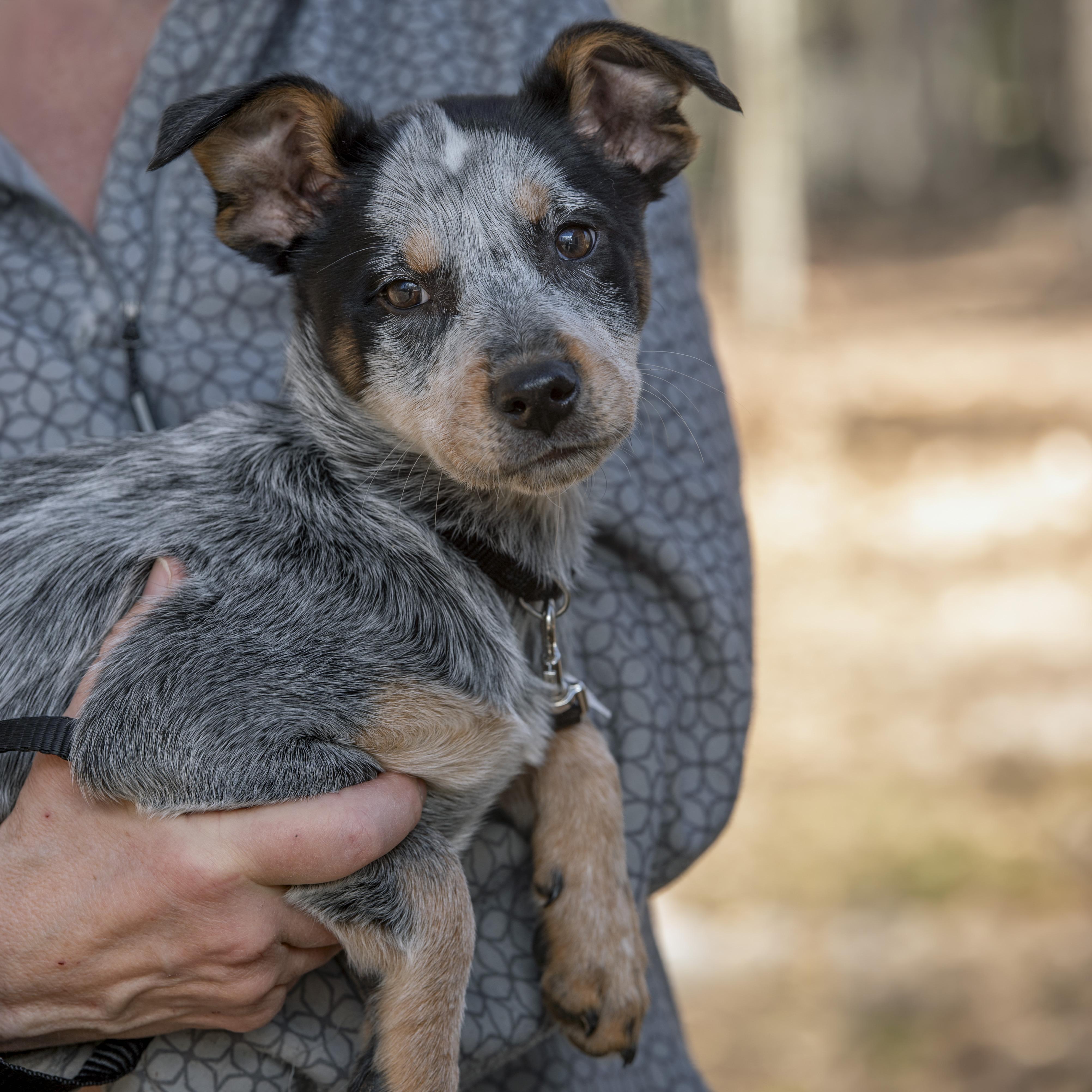 Enlarge Spy, an adopted mixed breed in Jay, ME image 5/5