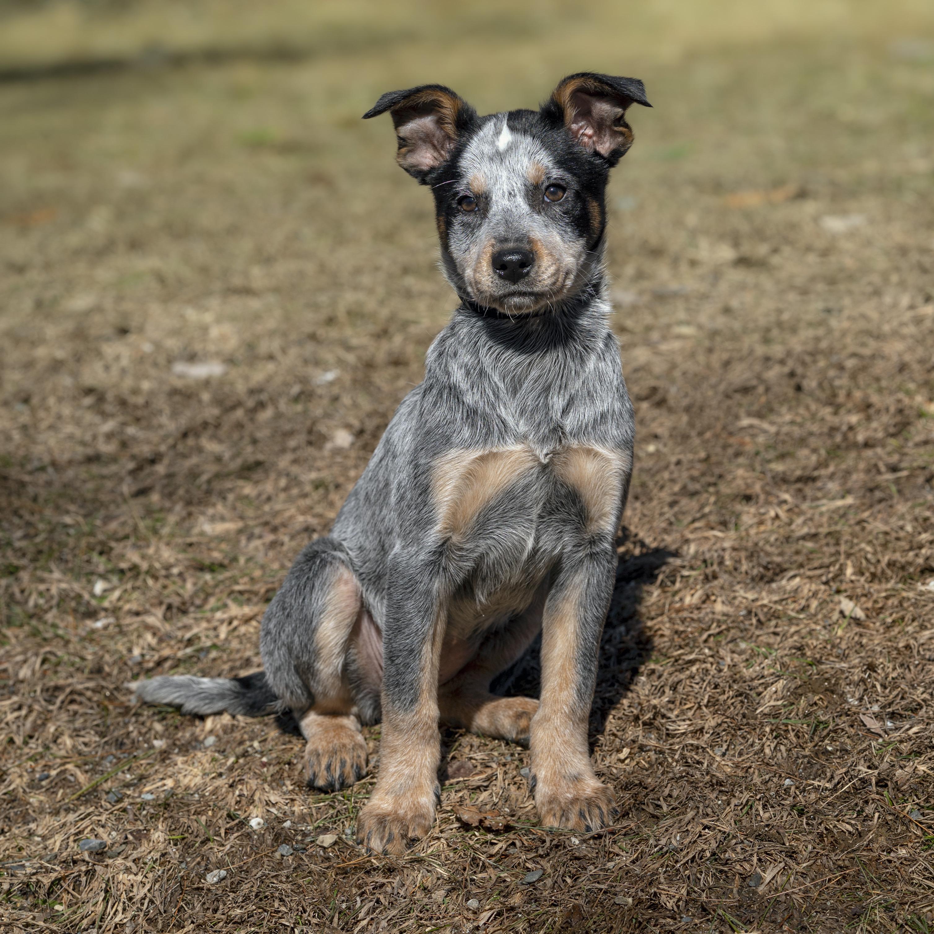 Spy, adopted, Puppy Female Australian Cattle Dog / Blue Heeler.