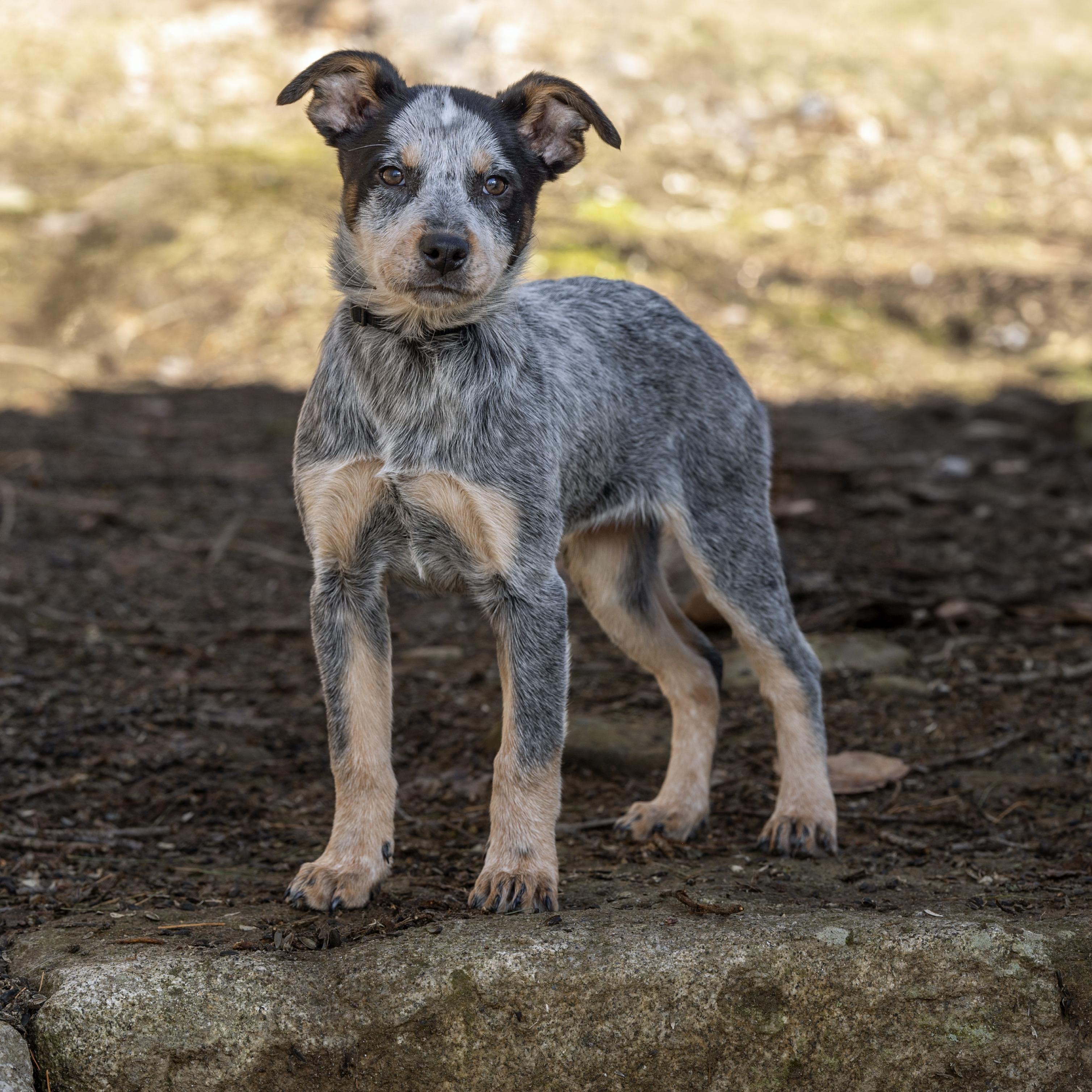 Enlarge Spy, an adopted mixed breed in Jay, ME image 4/5