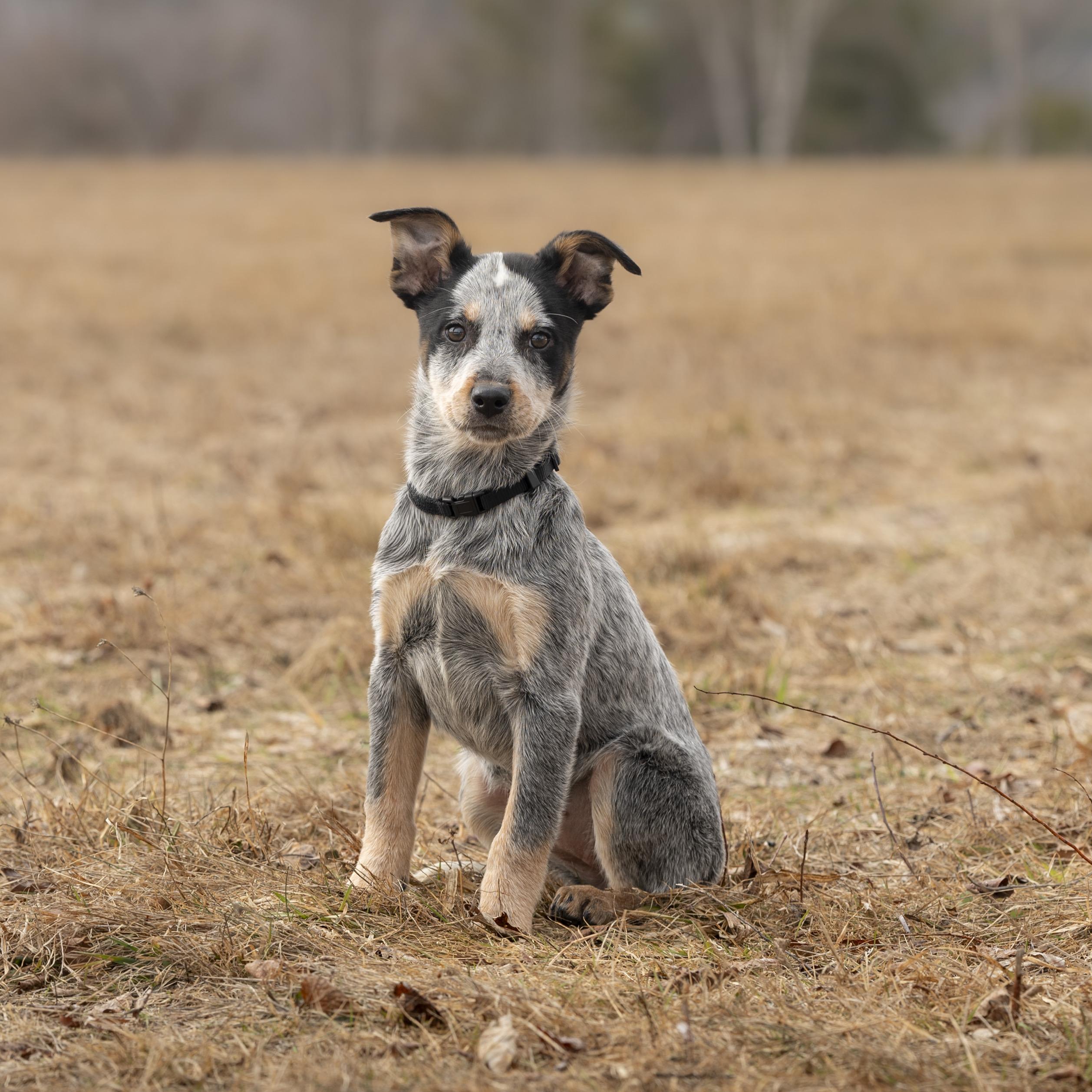 Enlarge Spy, an adopted mixed breed in Jay, ME image 3/5