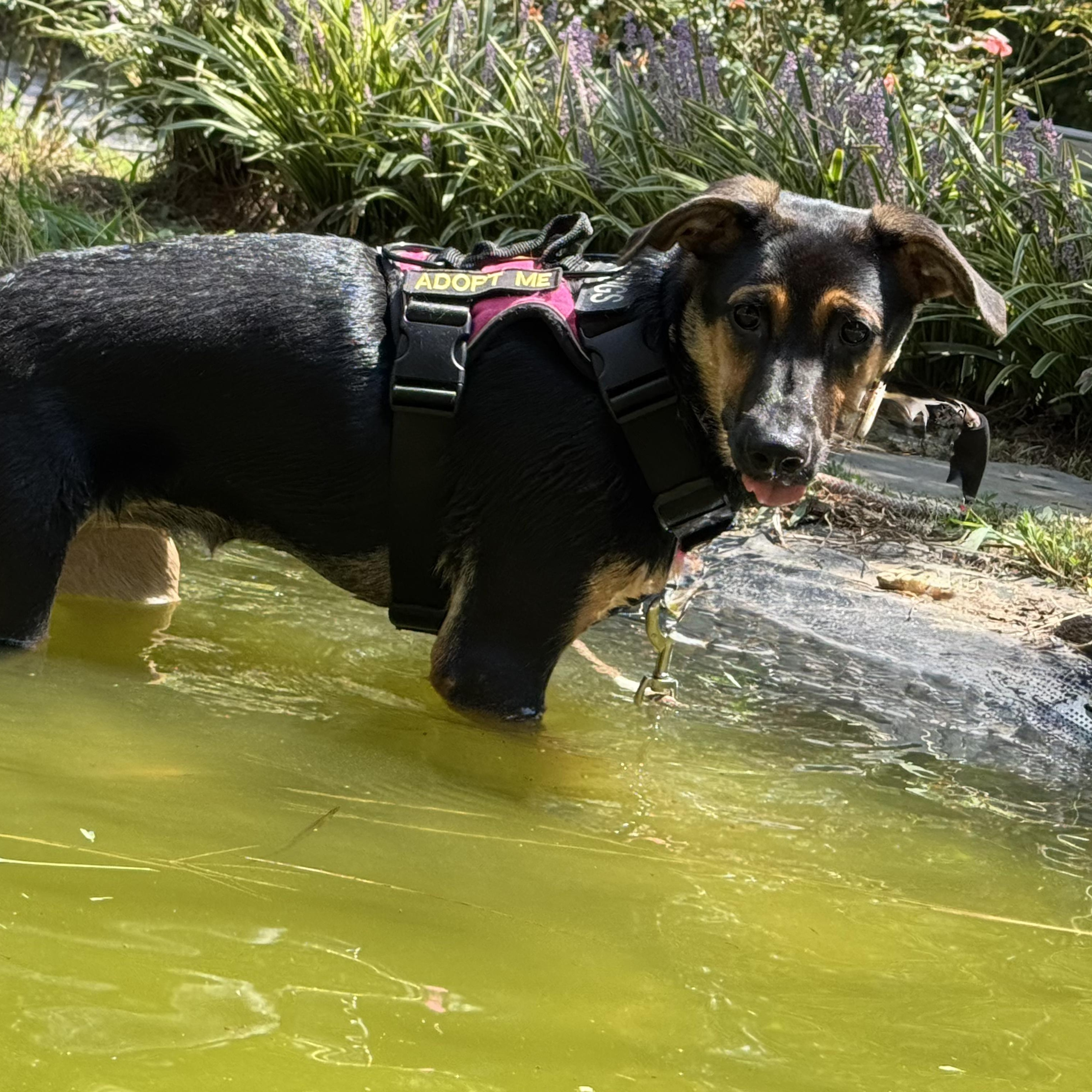 Enlarge Gabby, a Adoptable mixed breed in Ragland, AL image 6/6