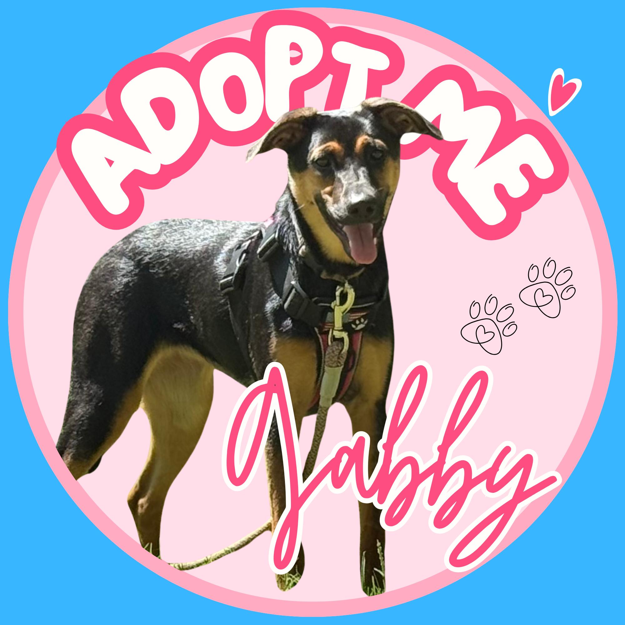 Gabby, Adoptable, Young Female Australian Shepherd & Australian Cattle Dog / Blue Heeler.