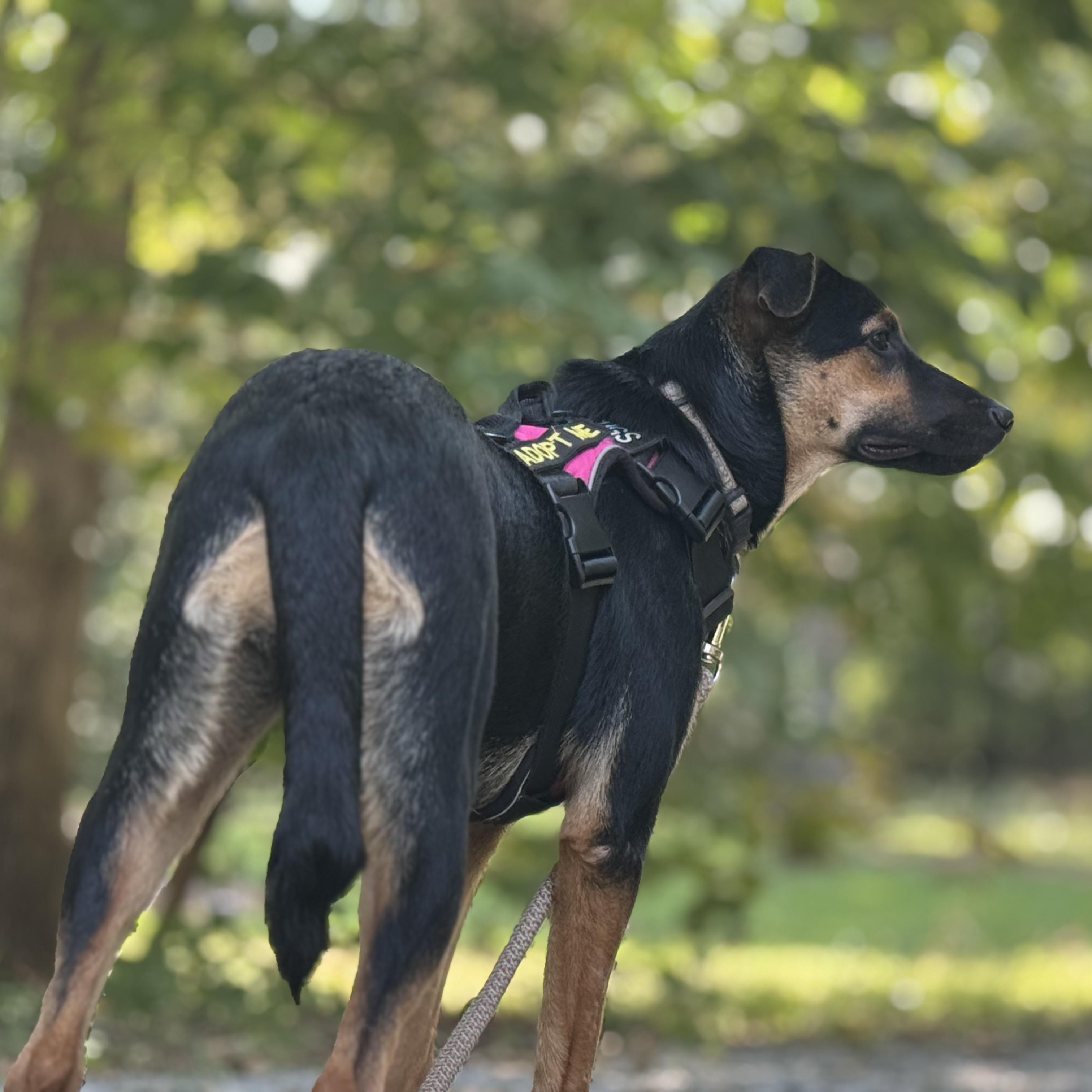 Enlarge Gabby, a Adoptable mixed breed in Ragland, AL image 3/6